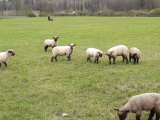 Verkaufe Shropshire Schafe