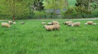 Shropshire Schafe und Lämmer