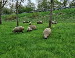Shropshire Schafe und Lämmer