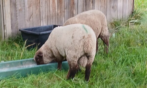 Bocklämmer G1 Herdbuch