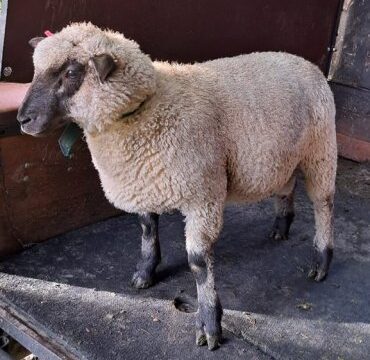 Shropshire-Schafbock, Herdbuch