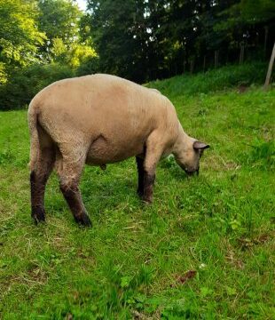 Verkaufe Shropshire Lammböcke