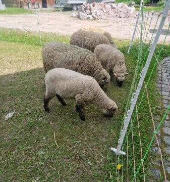 Bocklamm zum Tausch gesucht