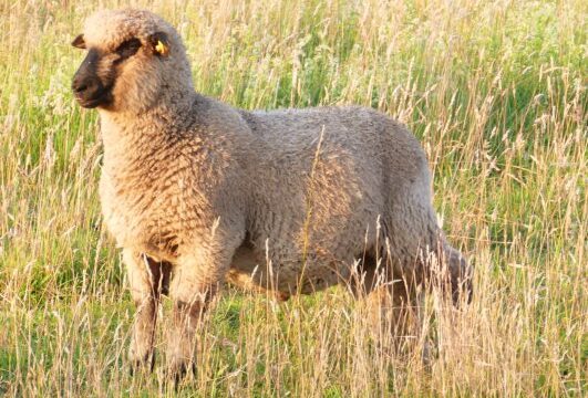 Shropshire-Bock, 5 Monate aus Öko-Haltung. NICHT ZUR SCHLACHTUNG!