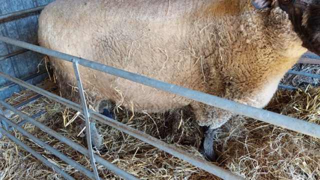 Shropshire Schafbock Herdbuch