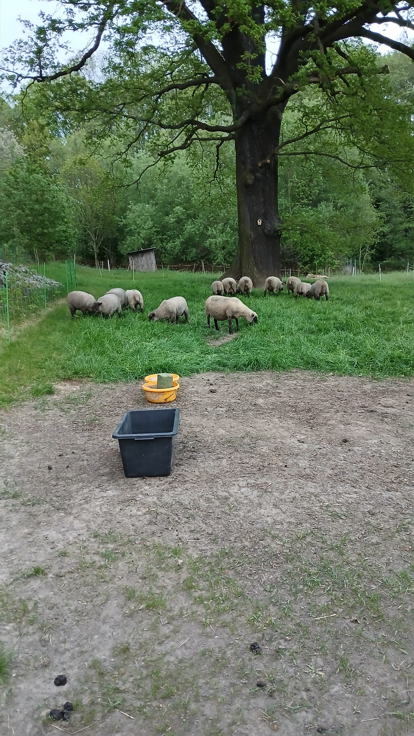 Herdbuchlämmer weiblich G1