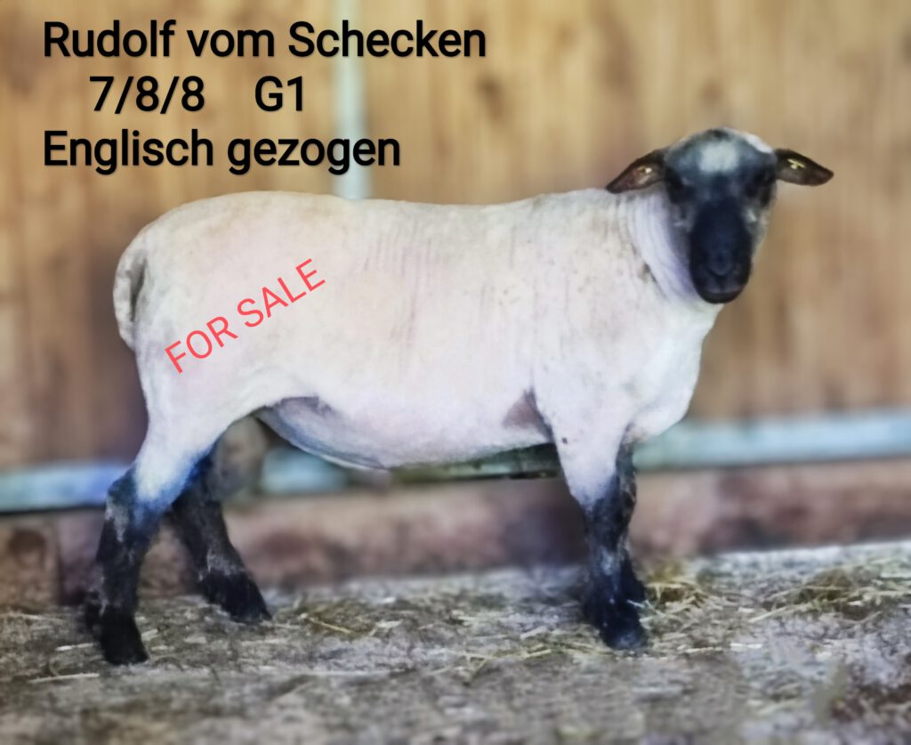 Rudolf_vom_Schecken