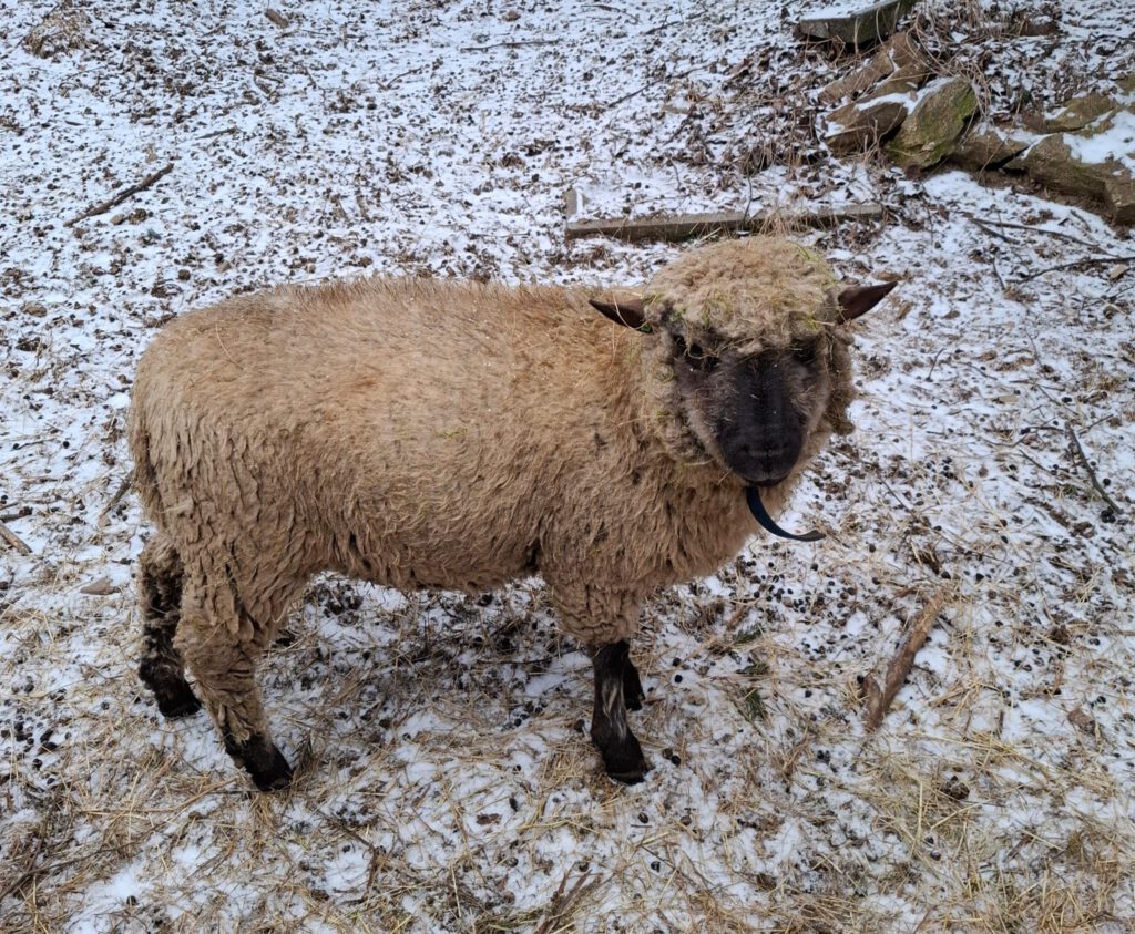 0b5896b7-8516-49cf-b123-5842090731ed-1