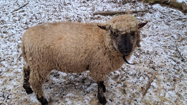 0b5896b7-8516-49cf-b123-5842090731ed-1