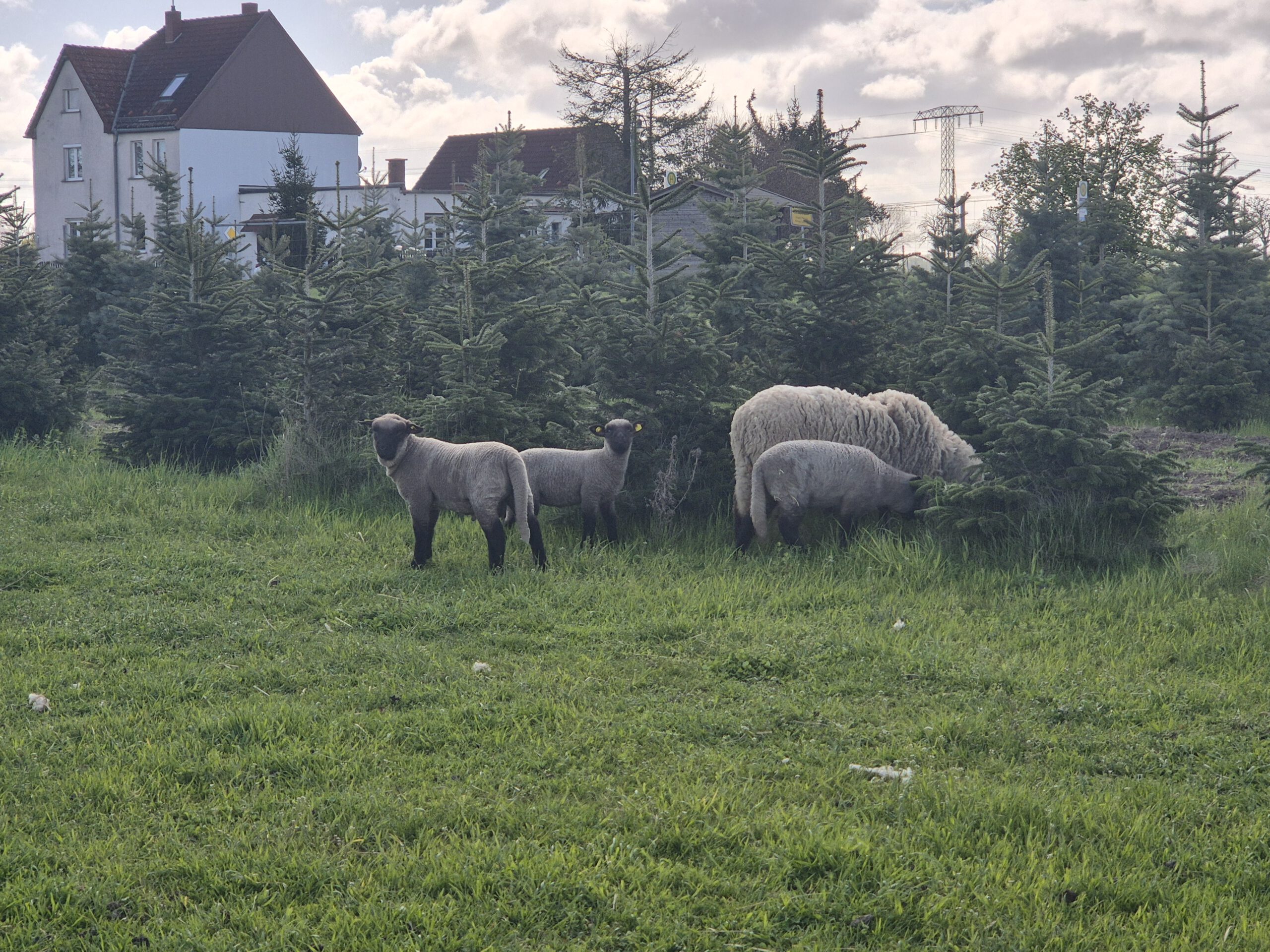 Bocklämmer und Auenlämmer