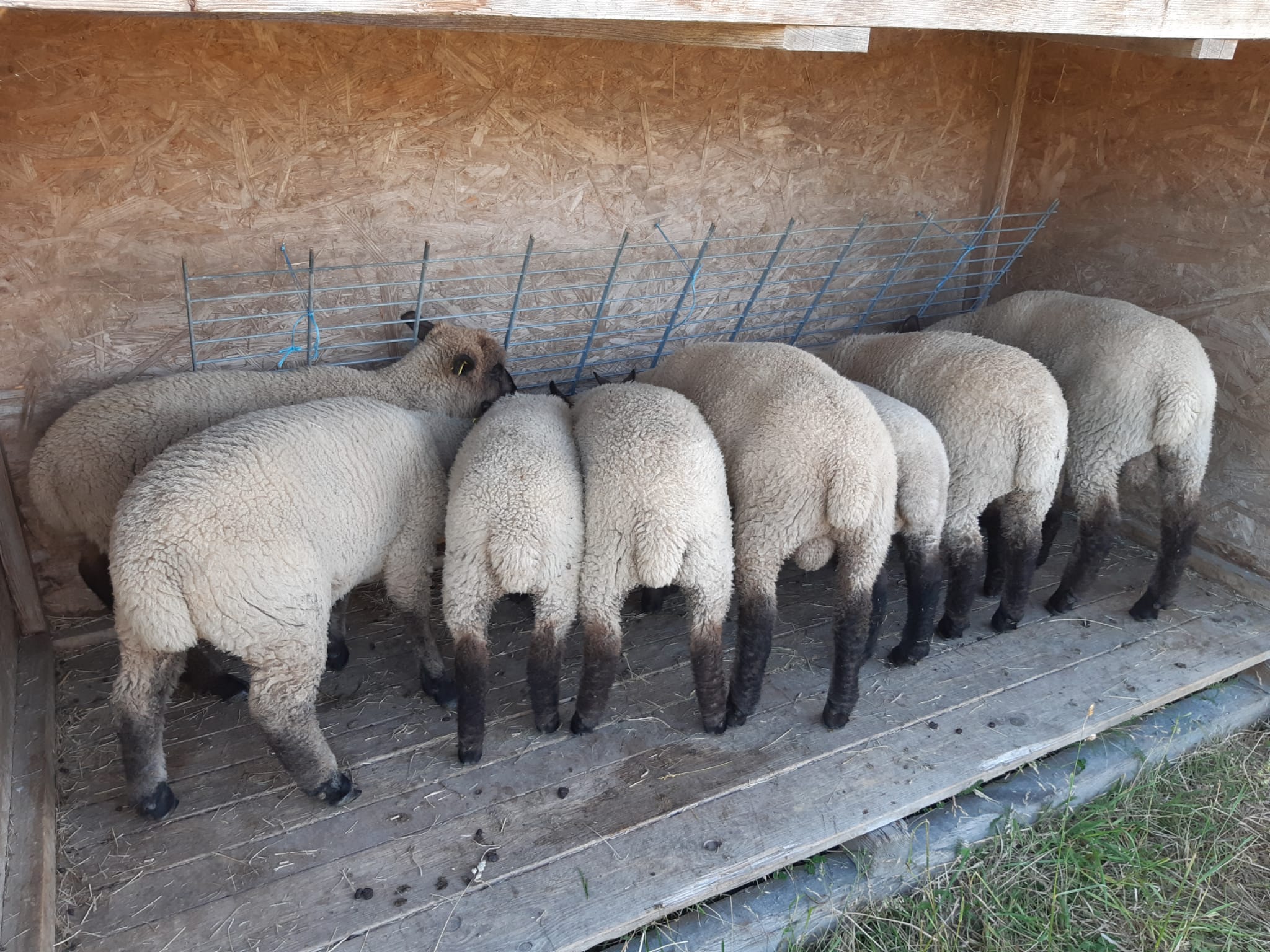 Verkaufe Shropshire Lämmer aus Herdbuchzucht