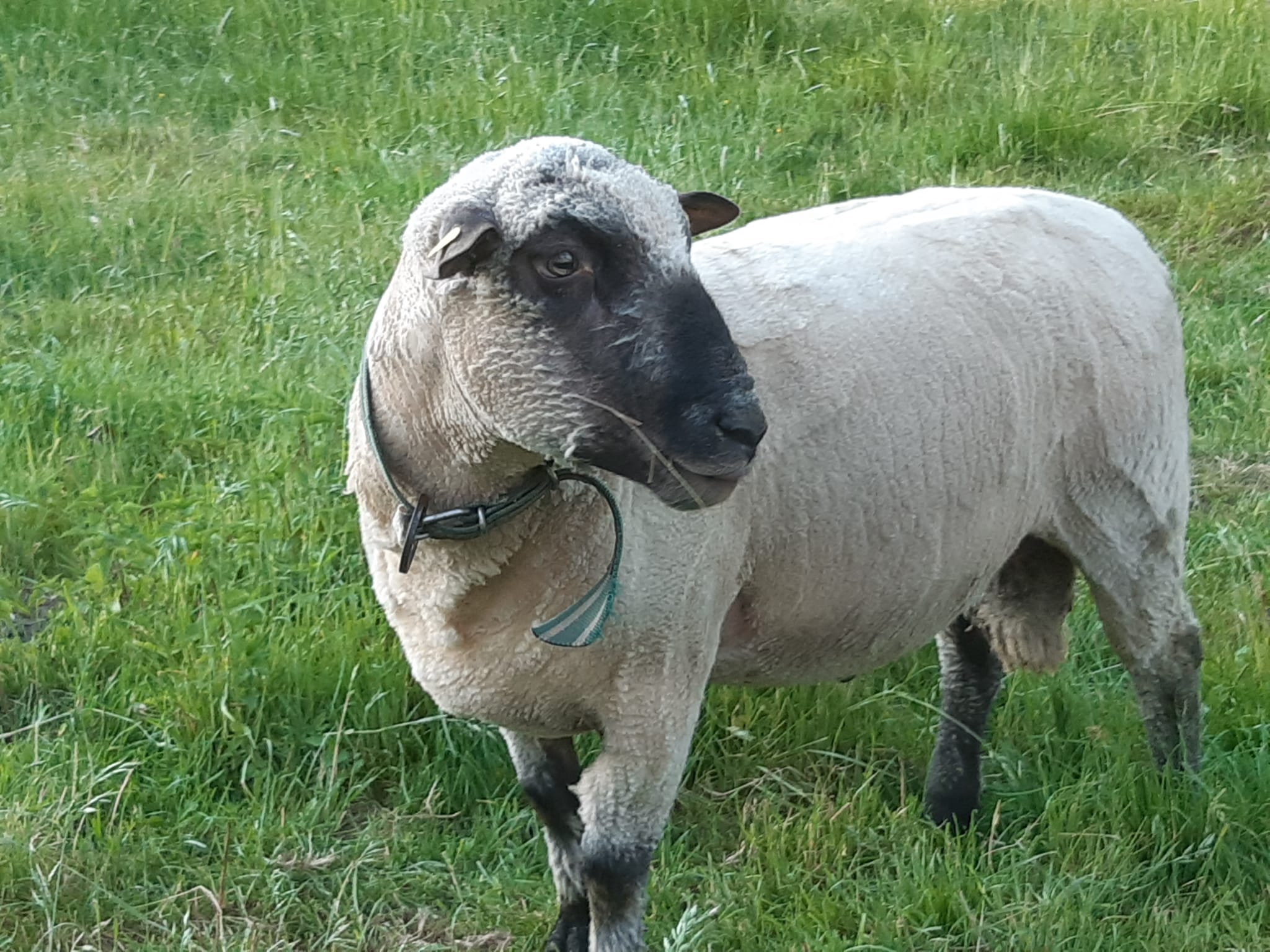 Verkaufe gekörten Shropshire Jährlingsbock G1 7/8/8