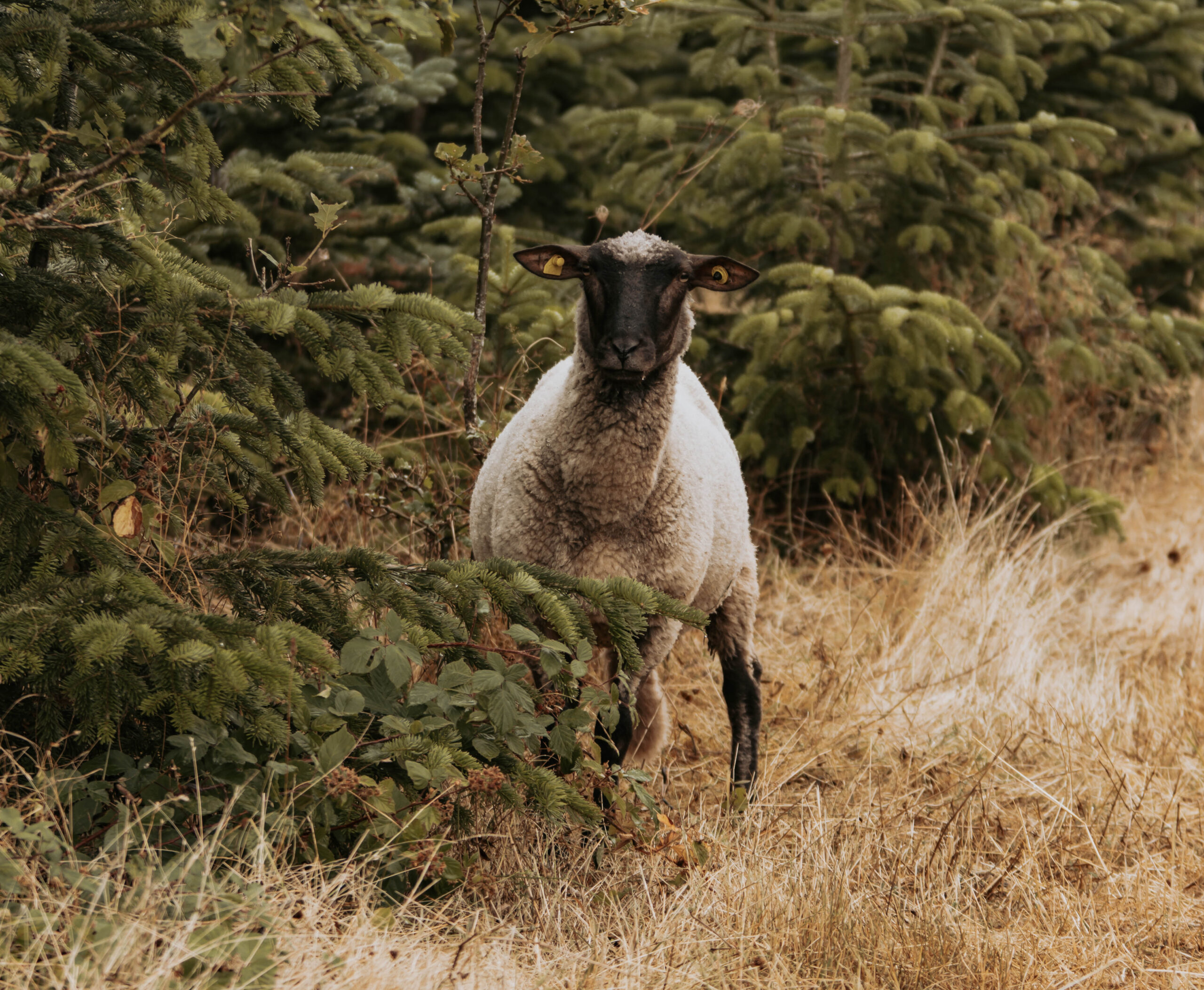 Mehrere Bio Shropshire Schafe